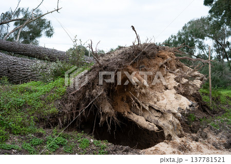 Huge tree felled by the wind of the major storms that hit Portugal in 2026 winter Huge tree felled by the wind of the major storms that hit Portugal in 2026 winter 137781521