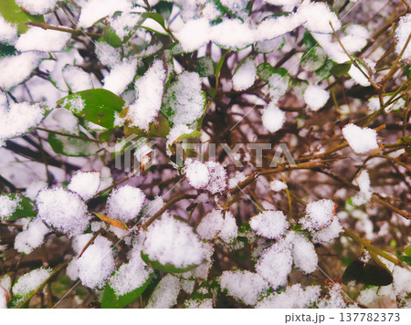 Winter Snow Pattern on Thin Tree Branches Detail Abstract Nature Photography of Frozen Shrubbery in Budapest Hungary Ors vezer tere Area Cold Weather Background and Seasonal Textures 137782373