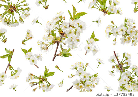 Beautiful cherry blossoms with white flowers flying in the air isolated on white background with clipping path. Concept of spring, Easter, spring blooming flowers. 137782495