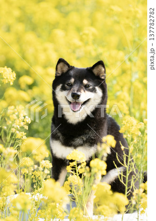 菜の花畑と笑う豆柴のシェリ 137782782