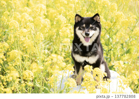 菜の花畑と笑う豆柴のシェリ 137782808