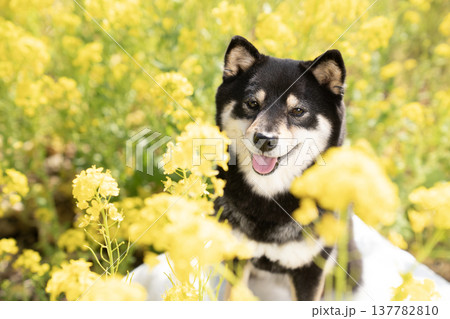菜の花畑と笑う豆柴のシェリ 137782810