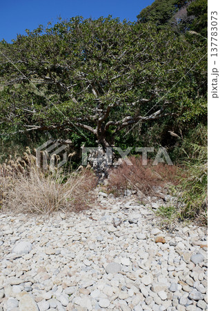 高知県土佐清水市　石抱きアコウ 137783073