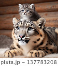 ユキヒョウの頭で落ち着くこにゃんこ 137783208