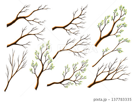 Watercolor hand drawn set of tree branches. Colorful collection of sticks and twigs on a white background 137783335