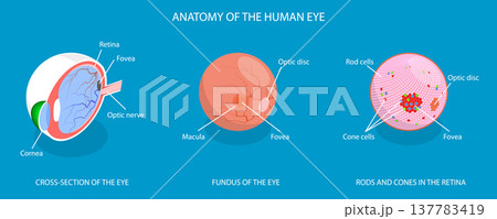 3D Isometric Flat Vector Illustration of Eye Anatomy, Retina Structure 3D Isometric Flat Vector Illustration of Eye Anatomy, Retina Structure 137783419