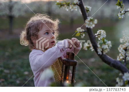 Small toddler girl standing outdoors in orchard in spring, holding lantern. 137783743