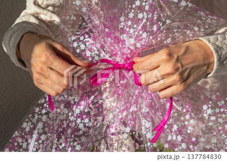 Hands tie pink ribbon on clear gift wrap Hands tie pink ribbon on clear gift wrap 137784830