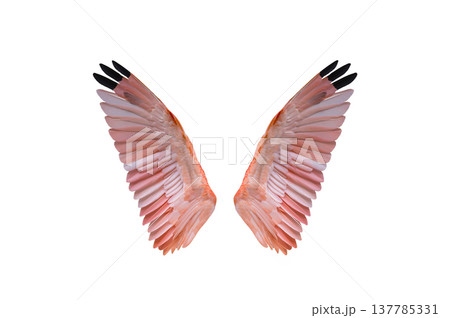 scarlet red wings isolated on white background scarlet red wings isolated on white background 137785331