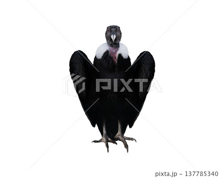 andelan condor isolated on white background 137785340