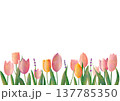 春のチューリップ畑のイラスト 137785350