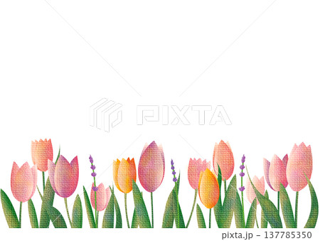 春のチューリップ畑のイラスト 137785350