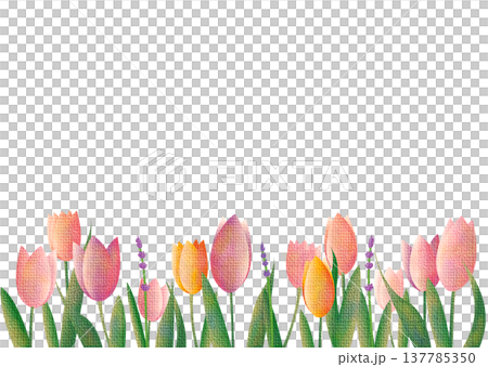 春のチューリップ畑のイラスト 137785350