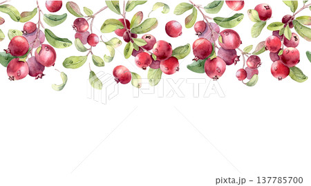 Botanical watercolor seamless border of red cranberries and leaves with dewdrops isolated on white. Healthy food repeat design for greeting card, banner, poster. Northern red berries hand drawn. Botanical watercolor seamless border of red cranberries and leaves with dewdrops isolated on white. Healthy food repeat design for greeting card, banner, poster. Northern red berries hand drawn. 137785700