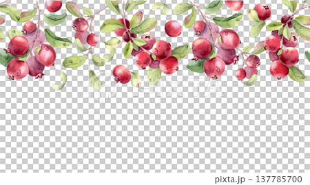 Botanical watercolor seamless border of red cranberries and leaves with dewdrops isolated on white. Healthy food repeat design for greeting card, banner, poster. Northern red berries hand drawn. Botanical watercolor seamless border of red cranberries and leaves with dewdrops isolated on white. Healthy food repeat design for greeting card, banner, poster. Northern red berries hand drawn. 137785700