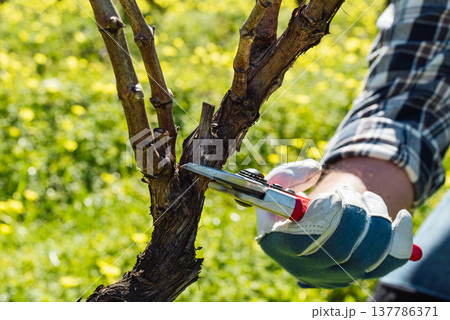 Farmer pruning the vine in winter. Agriculture. 137786371