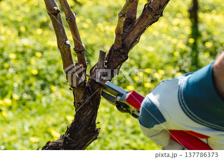 Farmer pruning the vine in winter. Agriculture. 137786373