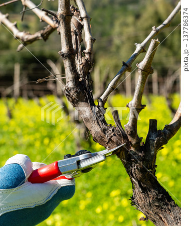 Farmer pruning the vine in winter. Agriculture. Farmer pruning the vine in winter. Agriculture. 137786374