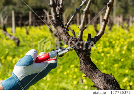 Farmer pruning the vine in winter. Agriculture. 137786375