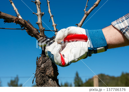 Farmer pruning the vine in winter. Agriculture. Farmer pruning the vine in winter. Agriculture. 137786376