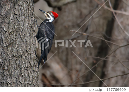 Pileated Woodpecker perching on a tree 137786409