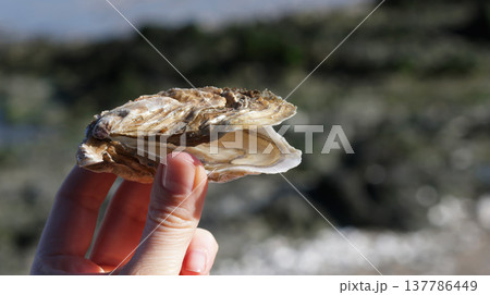 Close-up of fingers pinching a freshly opened oyster from an oyster farm Close-up of fingers pinching a freshly opened oyster from an oyster farm 137786449