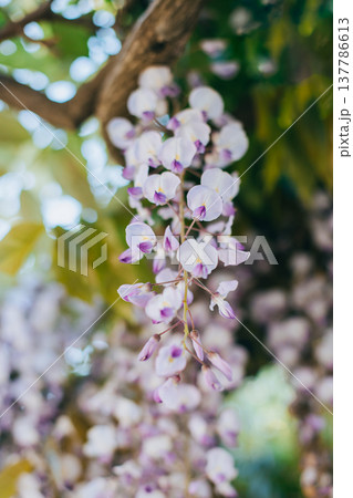 Beautiful flowers of Wisteria in a spring garden on a sunny day. 137786613