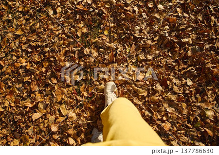 Bright yellow pants and white sneakers walking through colorful autumn leaves on a sunny day in the park Bright yellow pants and white sneakers walking through colorful autumn leaves on a sunny day in the park 137786630