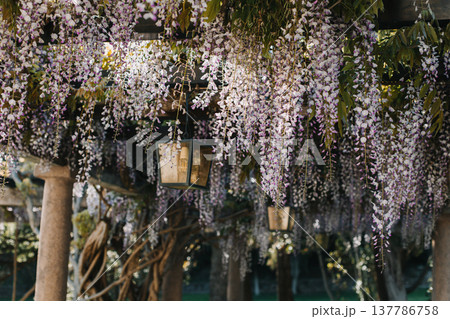 Beautiful flowers of Wisteria in a spring garden on a sunny day. Beautiful flowers of Wisteria in a spring garden on a sunny day. 137786758