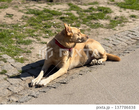 Tan dog resting on sunlit pavement in an open urban space. Calm, loyalty, pet comfort, outdoor routine, and the quiet pause of an animal enjoying warmth and safety Tan dog resting on sunlit pavement in an open urban space. Calm, loyalty, pet comfort, outdoor routine, and the quiet pause of an animal enjoying warmth and safety 137786838