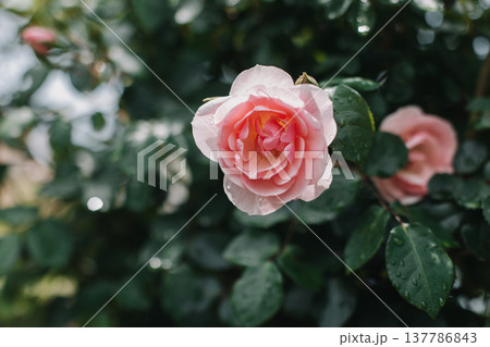 Beautiful pink Rose flower in a spring garden after the rain. Beautiful pink Rose flower in a spring garden after the rain. 137786843