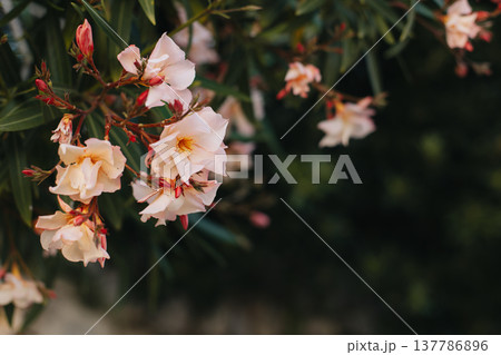 Beautiful pink oleander flowers on a summer street. Beautiful pink oleander flowers on a summer street. 137786896