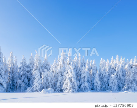 Clear sky over a winter forest with deep snowdrifts and snow-covered fir trees.  137786905