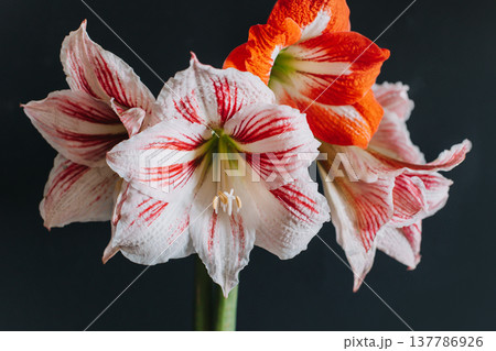 Beautiful white and red Amaryllis flowers on a black background. Beautiful white and red Amaryllis flowers on a black background. 137786926
