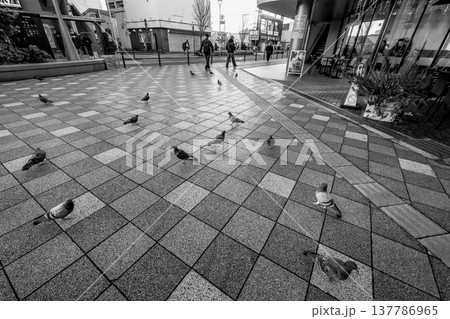 広場のタイルに集まる鳩の群れ モノクロ 都会 広場のタイルに集まる鳩の群れ モノクロ 都会 137786965