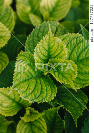 Fresh green leaves in a summer garden. 137787023