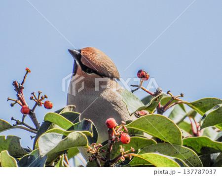 クロガネモチの木の実を食べに来たヒレンジャク 137787037