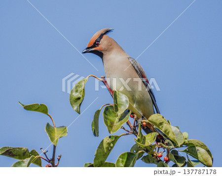 クロガネモチの木の実を食べに来たヒレンジャク 137787178