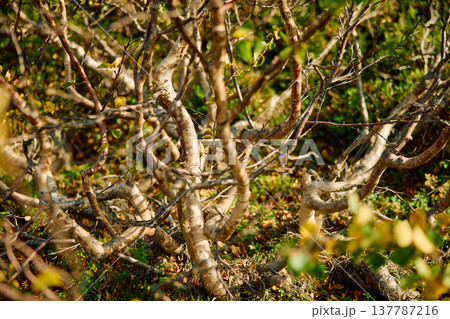 colourful arctic carpet of moss, yagel, blueberry and birch twigs among the stones, sunset, Tundra at autumn, tundra near the town of Teriberka in Russia, Murmansk region 137787216