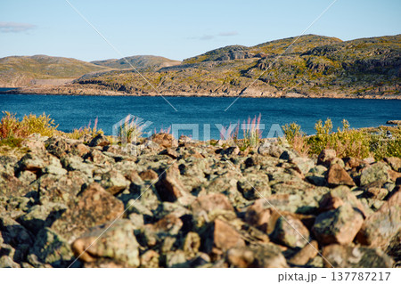 the coast of the Barents Sea at sunny day, the rocky shore with colourful arctic carpet of moss, yagel, mushroom, Tundra at autumn, Murmansk region, Russia the coast of the Barents Sea at sunny day, the rocky shore with colourful arctic carpet of moss, yagel, mushroom, Tundra at autumn, Murmansk region, Russia 137787217