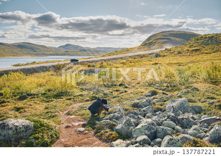 a girl is sitting and taking a photo of berries among the stones at sunny day, a car on the road in the background, the coast of the Barents Sea, colourful arctic carpet of moss, yagel 137787221