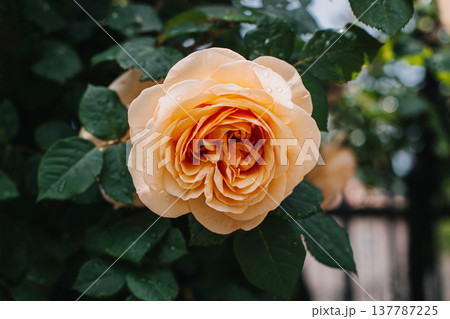 Beautiful peach pink Rose flowers in a spring garden after the rain. Beautiful peach pink Rose flowers in a spring garden after the rain. 137787225