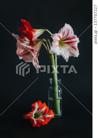 Beautiful white and red Amaryllis flowers in a glass vase on a black background. 137787227