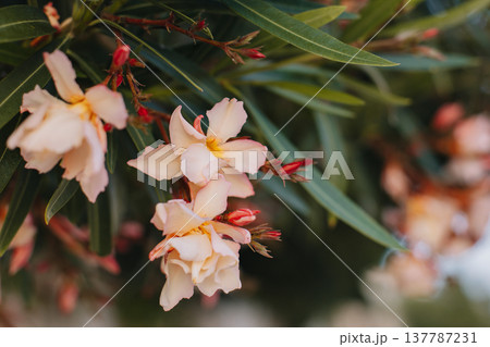 Beautiful pink oleander flowers on a summer street. 137787231