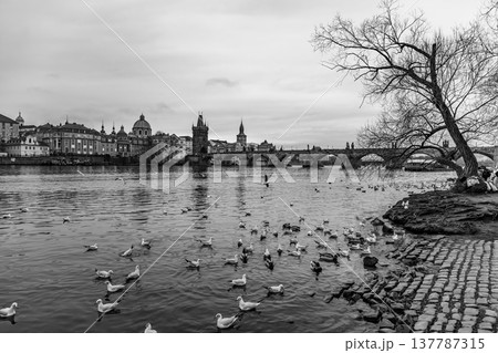 Ducks swim in the Vltava river near the riverside in Prague. People stroll along the water, enjoying views of the city and Charles Bridge in the background. Trees line the riverbank. Ducks swim in the Vltava river near the riverside in Prague. People stroll along the water, enjoying views of the city and Charles Bridge in the background. Trees line the riverbank. 137787315