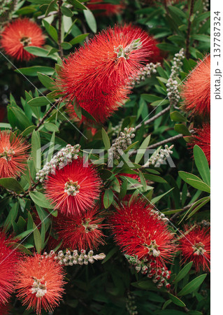 Amazing red flowers of the blooming Callistemon tree in a spring garden. Amazing red flowers of the blooming Callistemon tree in a spring garden. 137787324