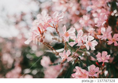 Beautiful pink oleander flowers on a summer street. 137787328