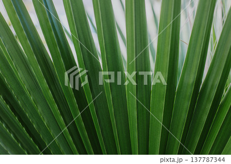 Fresh palm leaf in a sunlight. Concept green plant background. 137787344
