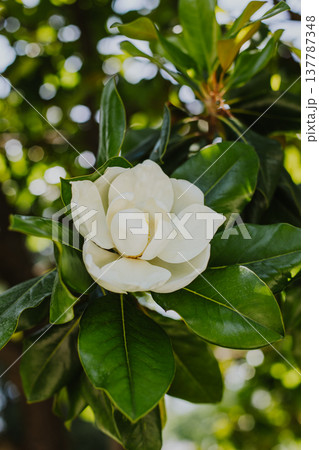 Amazing white Magnolia flower in a garden. 137787348