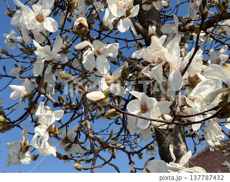 White magnolia flowers opening beneath a vivid blue sky. Grace, renewal, seasonal transformation, elegance, lightness, and the quiet arrival of spring through bloom, air, and sunlight. White magnolia flowers opening beneath a vivid blue sky. Grace, renewal, seasonal transformation, elegance, lightness, and the quiet arrival of spring through bloom, air, and sunlight. 137787432